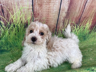 Miniature Poodle dogs Nelson - Ad 26