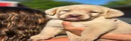 Labrador Retriever dogs for sale: Luigi - Ad 7