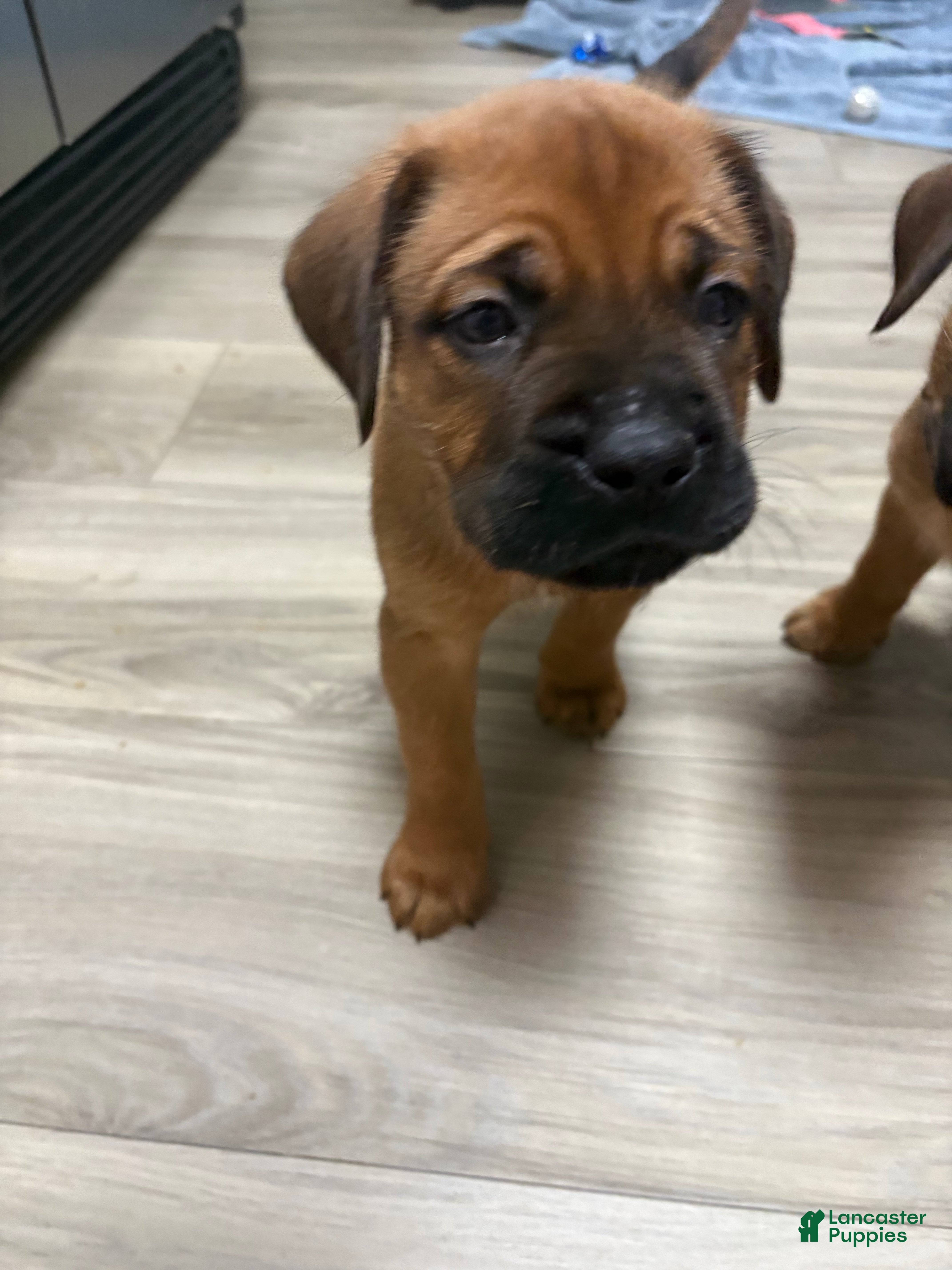 Mixed Breed dogs Black - Ad 3