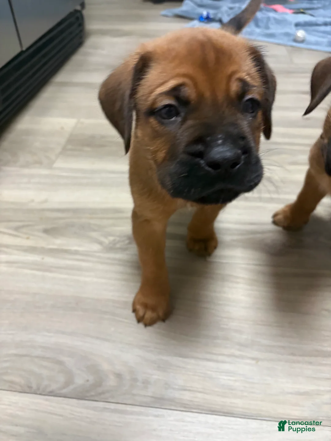 Mixed Breed dogs for sale: Black - Ad 1