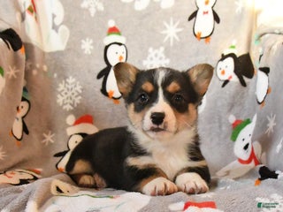 Welsh Corgi Pembroke dogs Gus - Ad 8