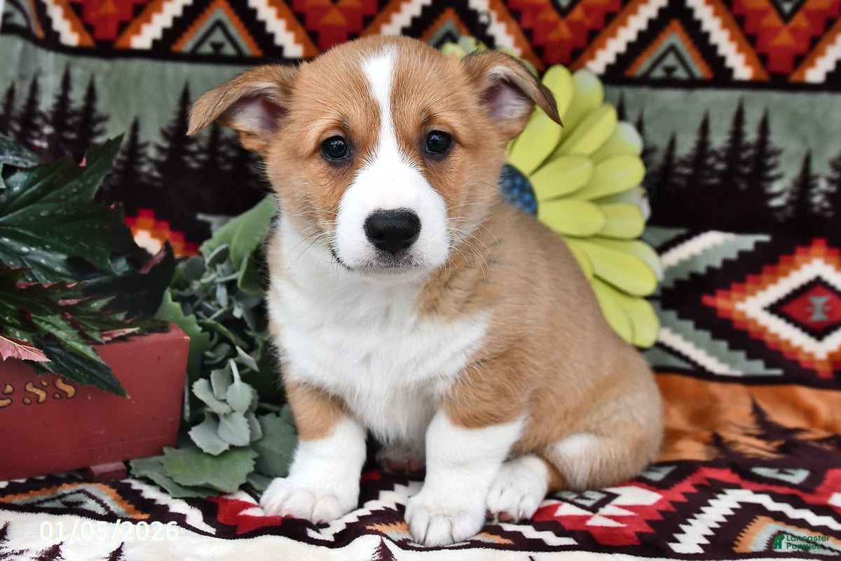 Welsh Corgi Pembroke dogs Sugar Cake - Ad 29