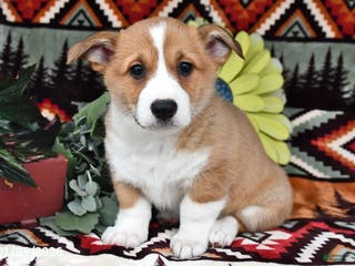 Welsh Corgi Pembroke dogs Sugar Cake - Ad 31