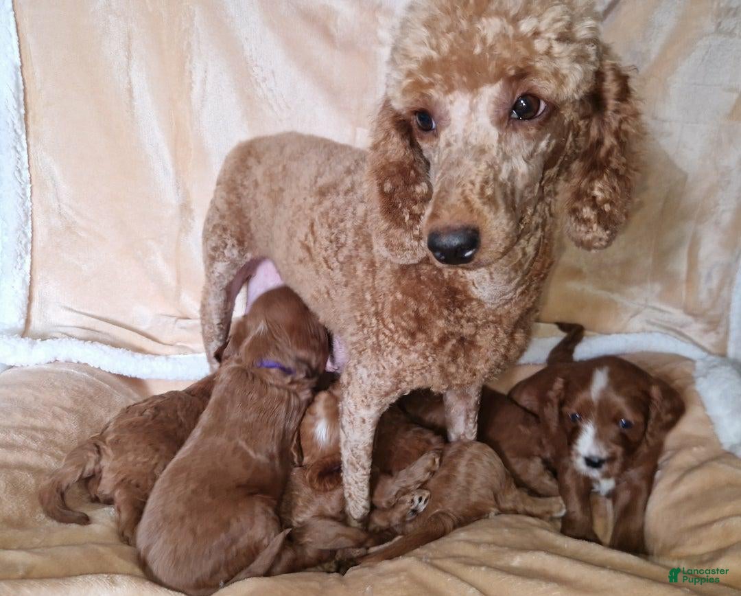 Toy Poodle Buy Cavapoo Puppies Dog Breed Cavapoo Standard Poodle Beautiful  Cavapoo Puppies For