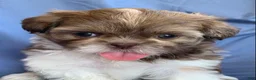 Shih Tzu dogs for sale: Molly - Ad 10