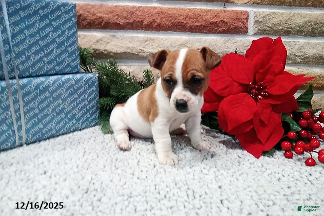 Jack Russell Terrier dogs Holly - Ad 5
