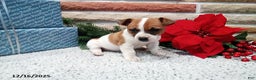 Jack Russell Terrier dogs for sale: Holly - Ad 1