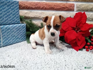 Jack Russell Terrier dogs Holly - Ad 5