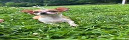 Chihuahua dogs for sale: Cookie - Ad 11