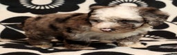 Miniature Poodle dogs for sale: Champ - Ad 9