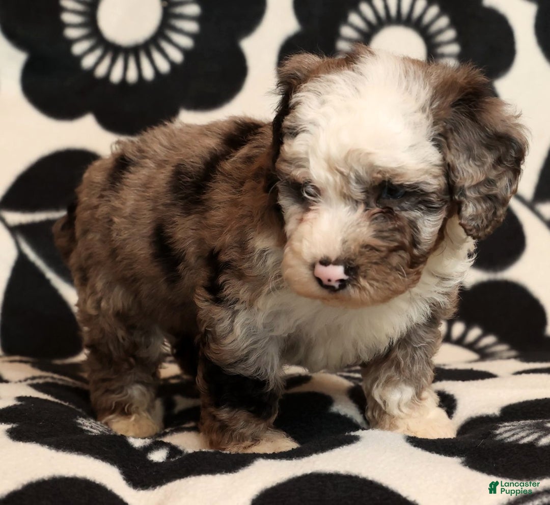 Miniature Poodle dogs for sale: Champ - Ad 9