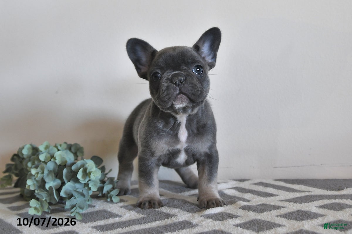 French Bulldog dogs Geneva - Ad 2