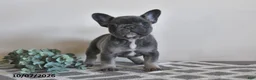 French Bulldog dogs for sale: Geneva - Ad 2