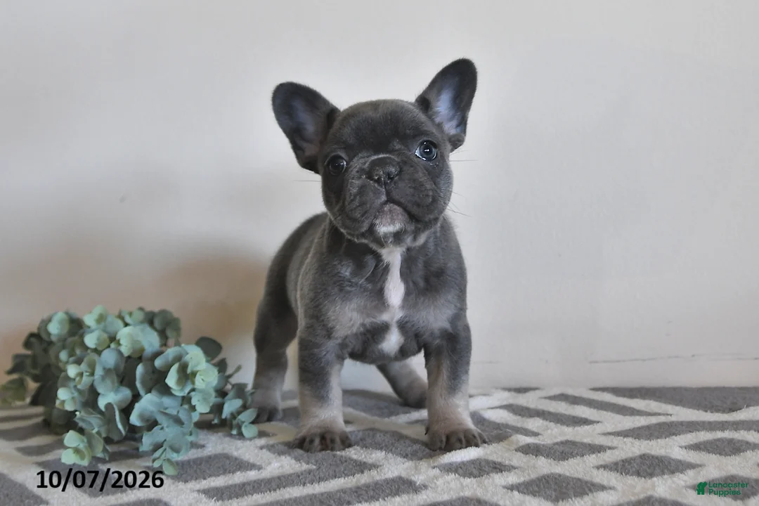 French Bulldog dogs for sale: Geneva - Ad 2