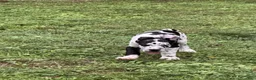 Great Dane dogs for sale: Pat Benatar - Ad 3