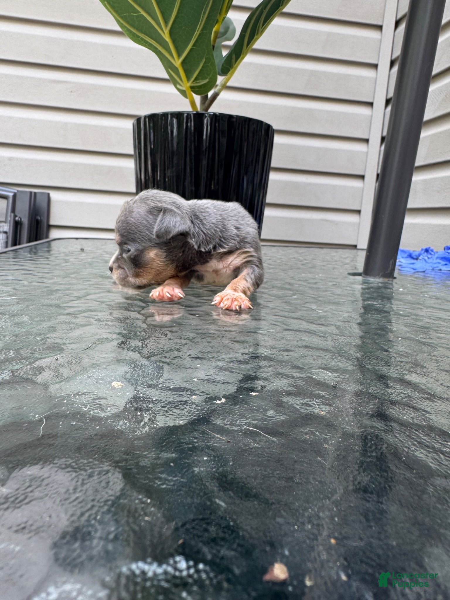 American Bully dogs American Bully 7 - Ad 12