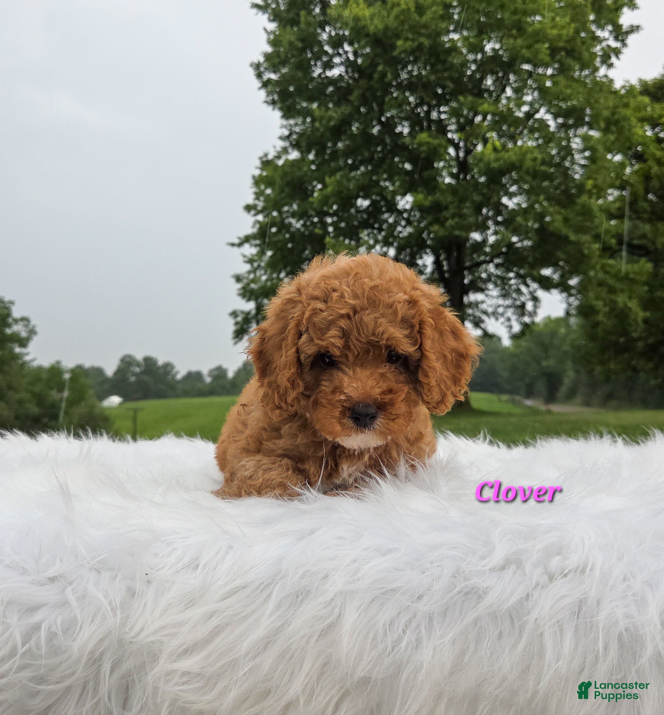 Cavapoo dogs Clover - Ad 2