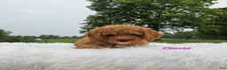 Cavapoo dogs for sale: Clover - Ad 2