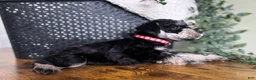 Miniature Schnauzer dogs for sale: Jack - Ad 3