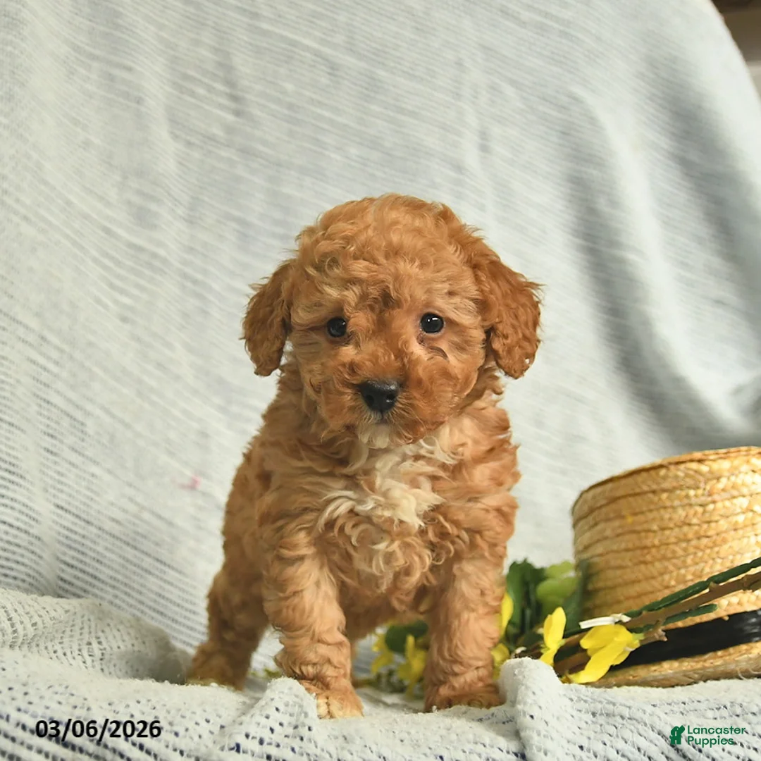Miniature Poodle dogs for sale: Tank  - Ad 2