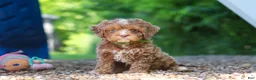 Cavapoo dogs for sale: Tipper - Ad 3