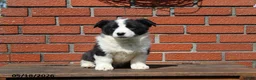 Mixed Breed dogs for sale: Cody - Ad 8