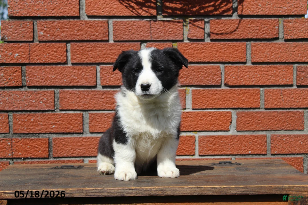 Mixed Breed dogs for sale: Cody - Ad 8