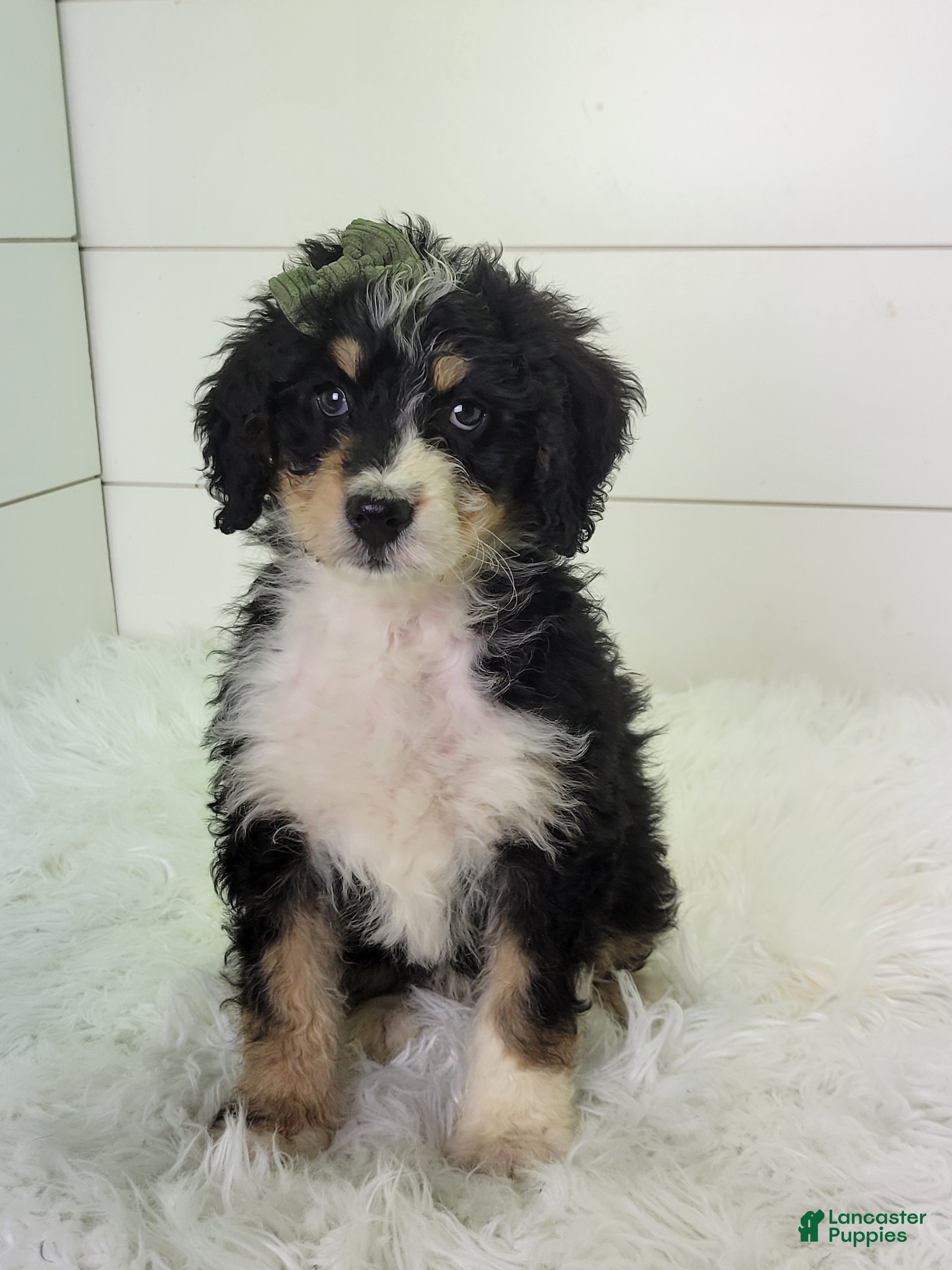 Bernedoodle dogs Finley - Ad 38