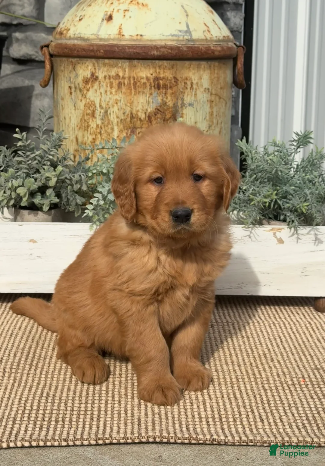 Golden Retriever dogs for sale: Brownie - Ad 1