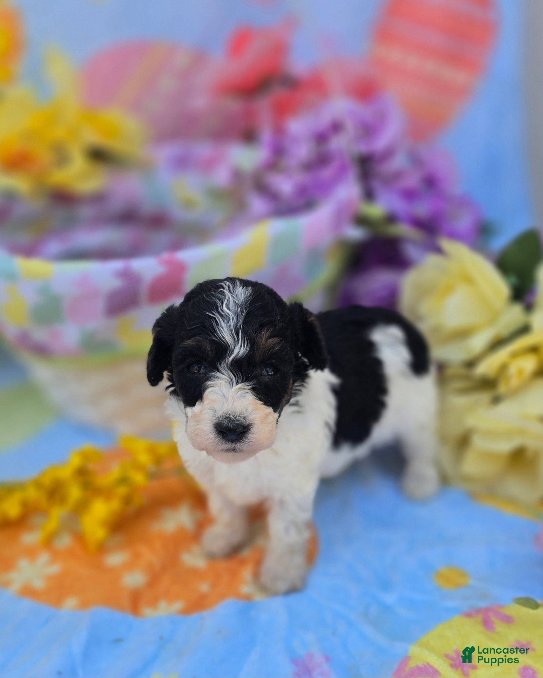 Maltipoo dogs Topaz  - Ad 37