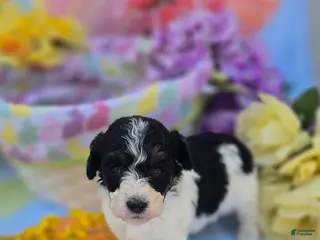 Maltipoo dogs Topaz - Ad 37
