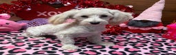 Maltipoo dogs for sale: Timmy - Ad 3
