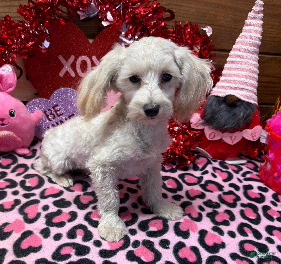 Maltipoo dogs for sale: Timmy - Ad 3