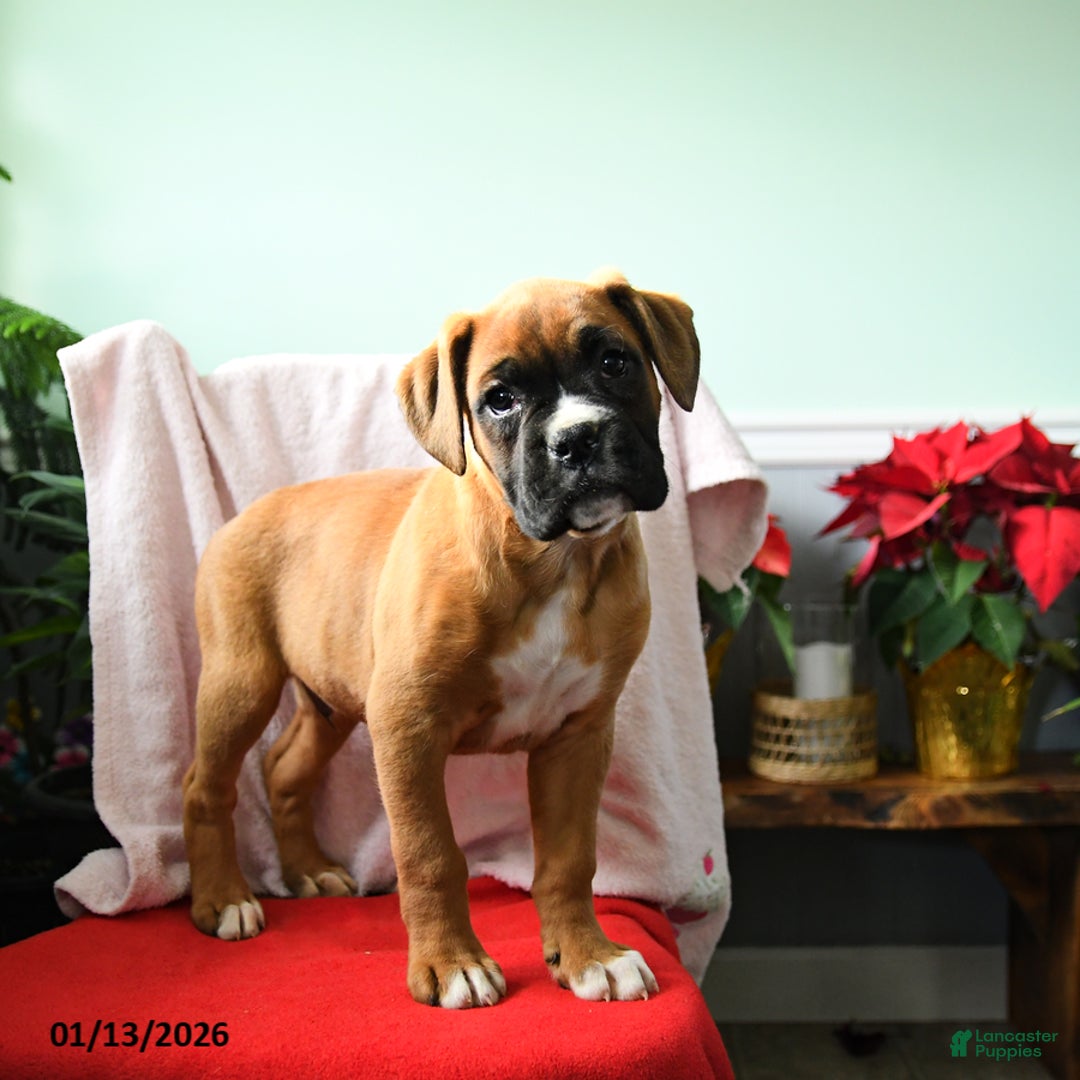 Boxer dogs for sale: Avery - Ad 4