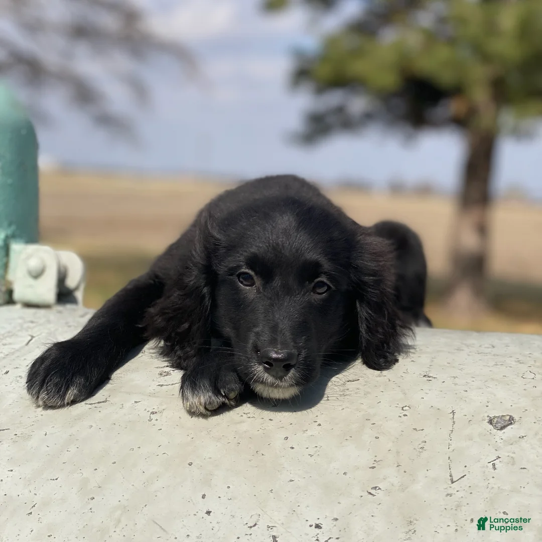 Mixed Breed dogs for sale: Bella - Ad 2