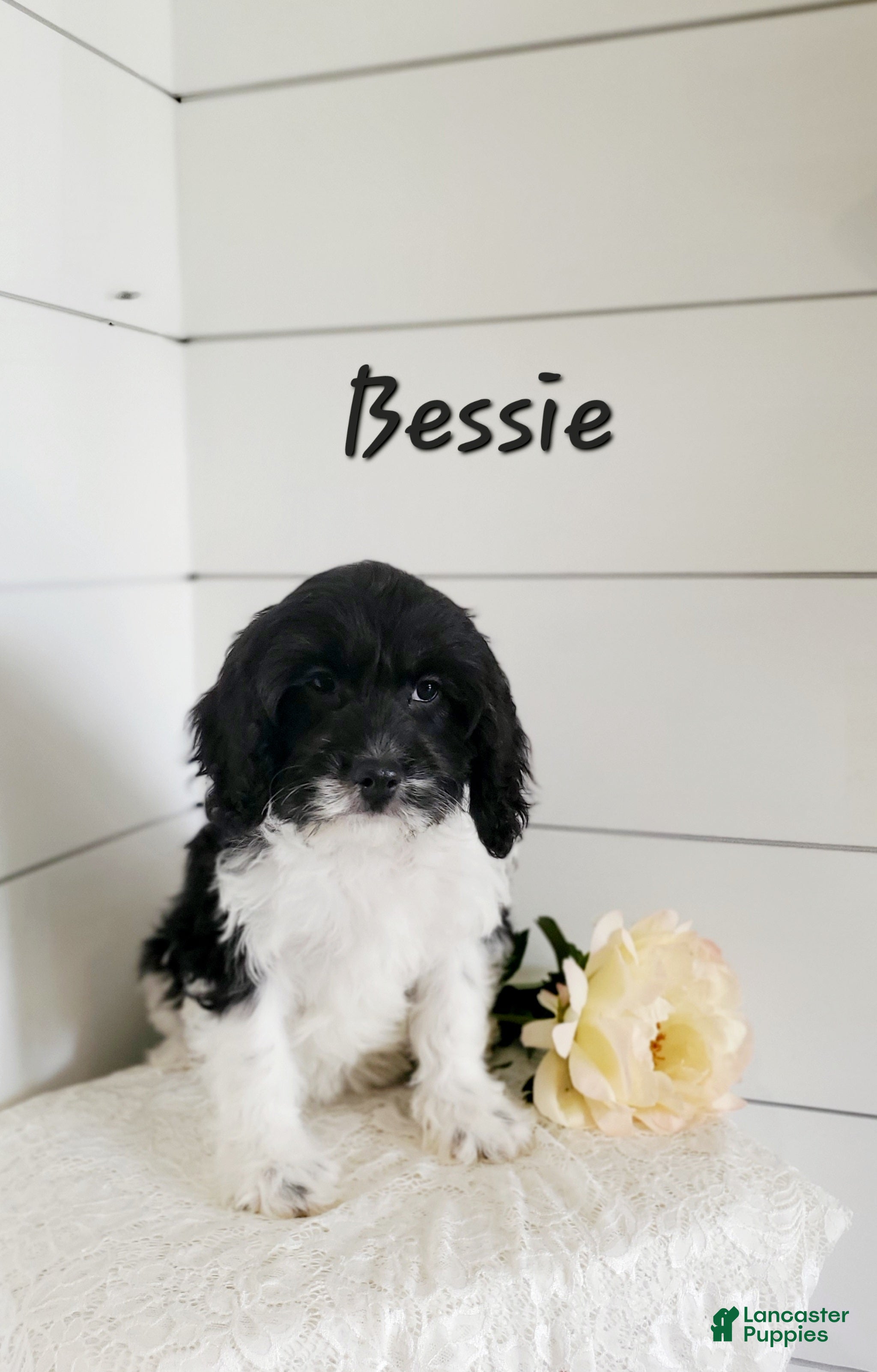Cavapoo dogs Bessie - Ad 8