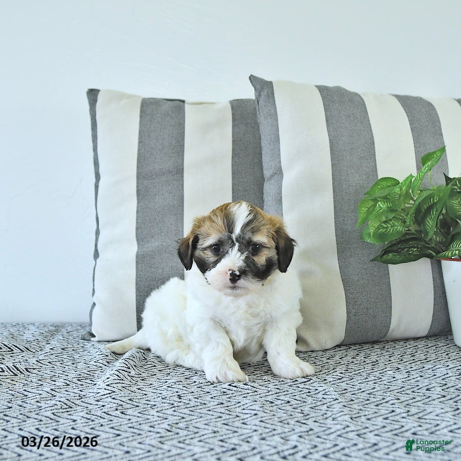 Teddy Bear dogs Milo - Ad 2