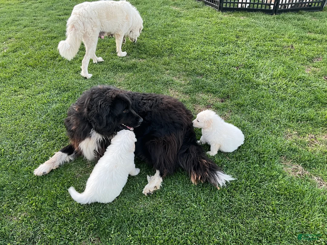 Mixed Breed dogs for sale: Cow Cow - Ad 14