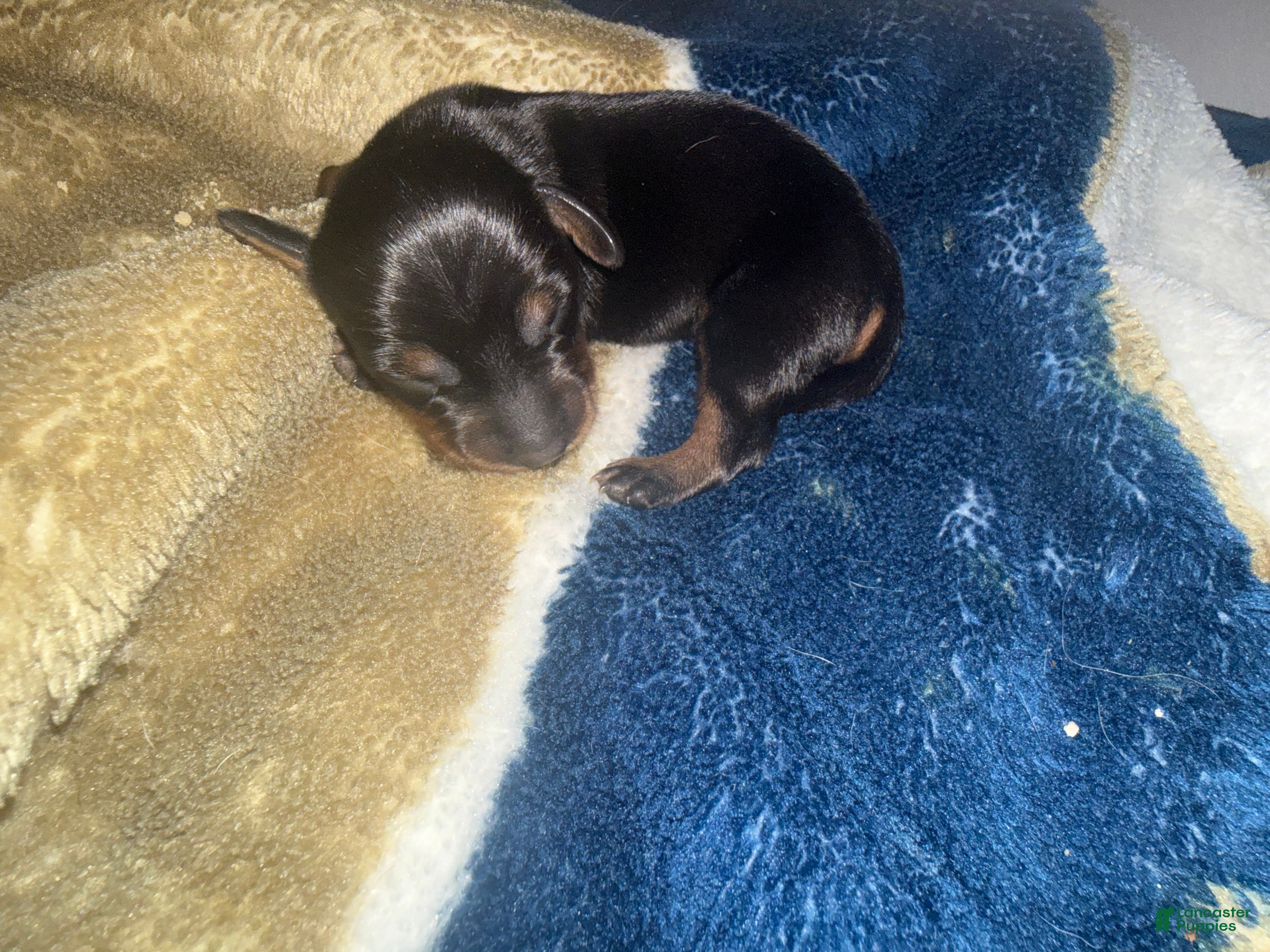 Miniature Dachshund dogs Miniature Dachshund 1 - Ad 36