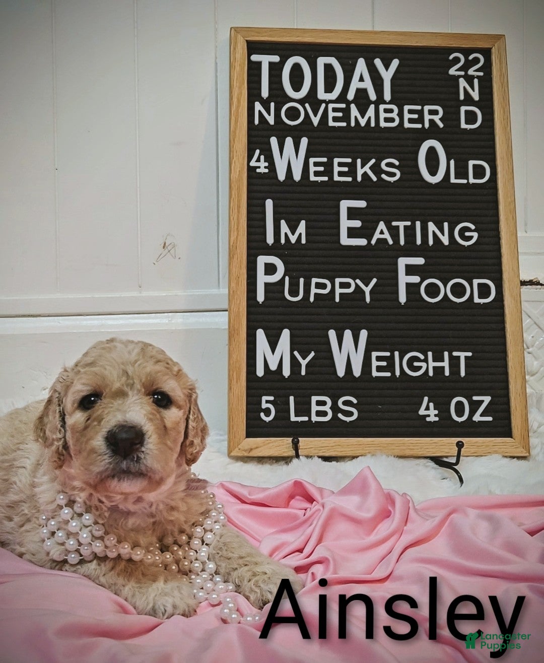 Mixed Breed dogs for sale: Ainsley  - Ad 2