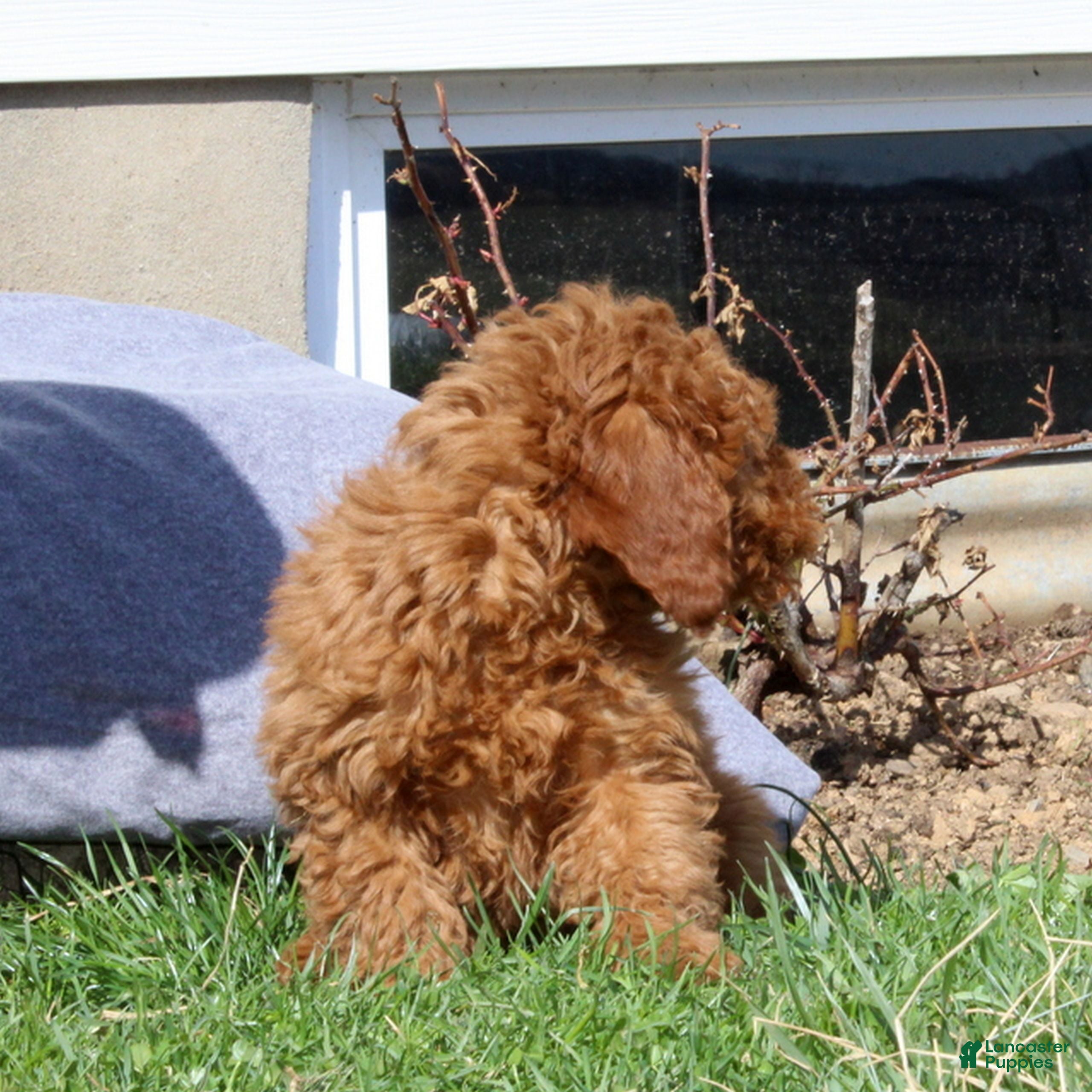 Mini Goldendoodle dogs Sparkles  - Ad 2