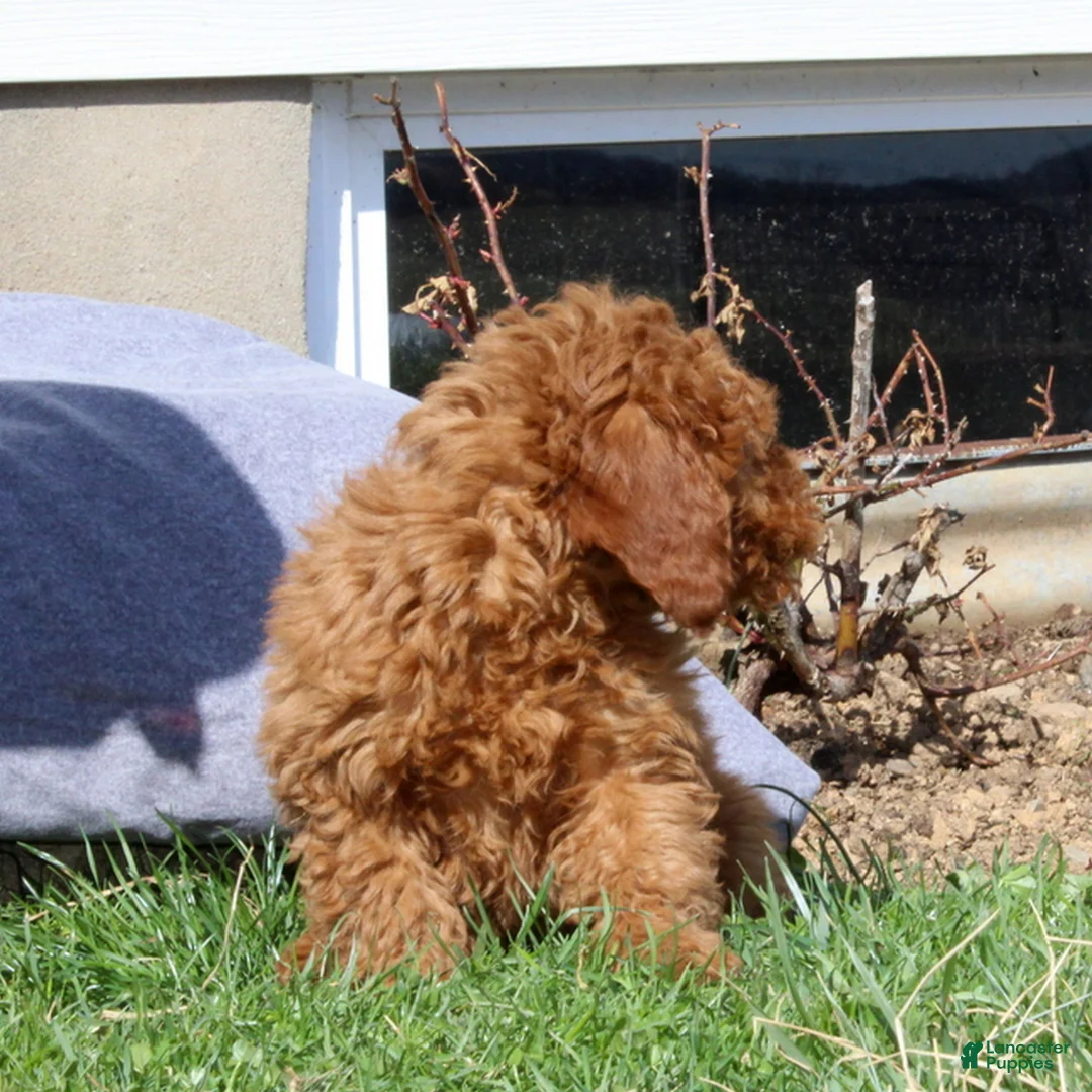 Mini Goldendoodle dogs for sale: Sparkles  - Ad 2