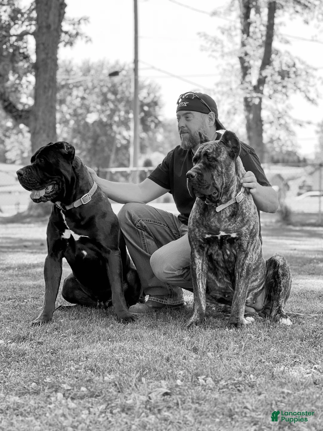 Mixed Breed dogs for sale: Dark Pink Collar Female - Ad 19