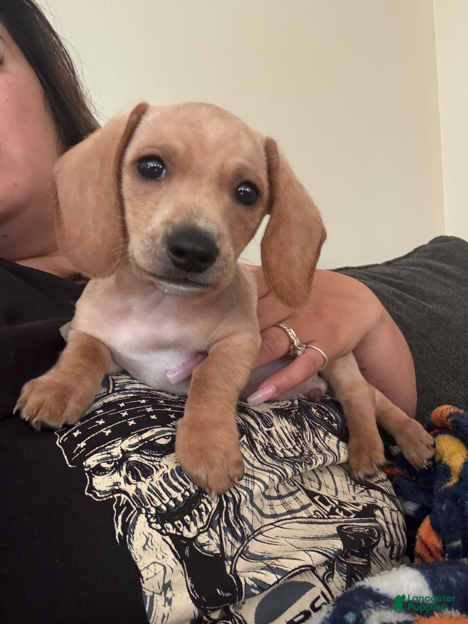 Miniature Dachshund dogs Miniature Dachshund Puppy 1 - Ad 6