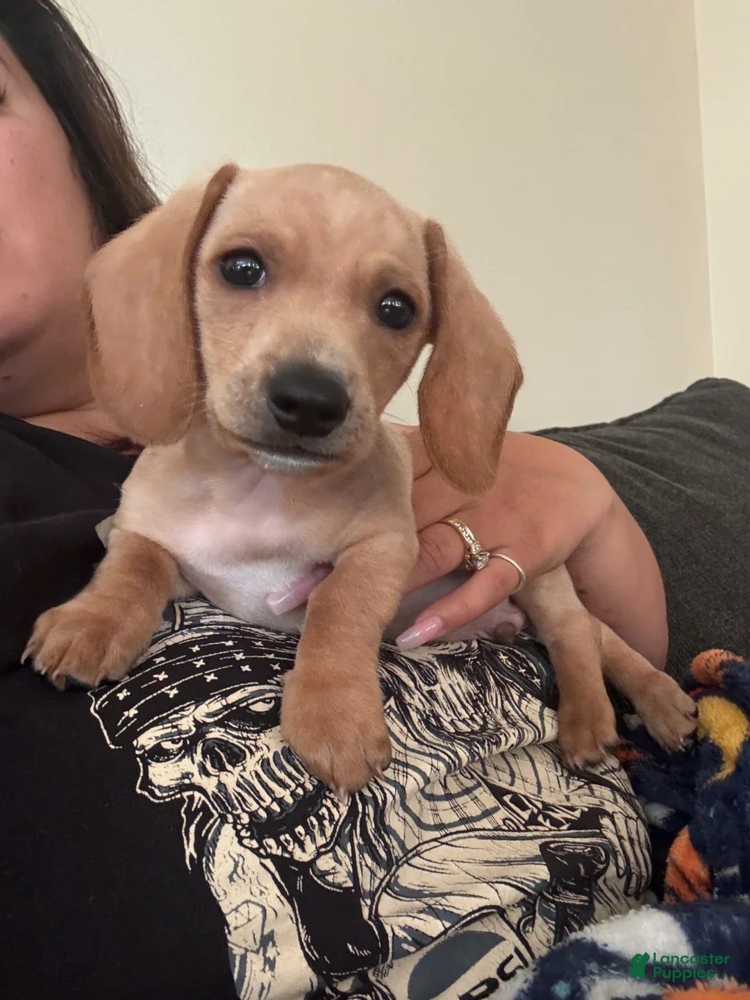 Miniature Dachshund dogs for sale: Miniature Dachshund Puppy 1 - Ad 1