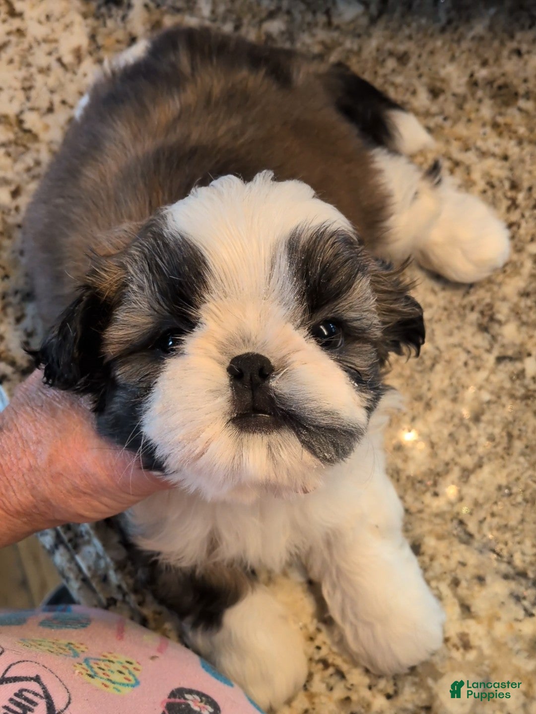 Shih Tzu dogs for sale: Shih Tzu Puppy 1 - Ad 1