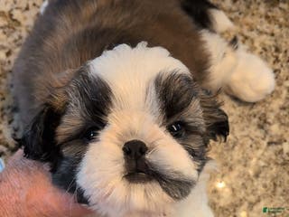 Shih Tzu dogs Shih Tzu Puppy 1 - Ad 21