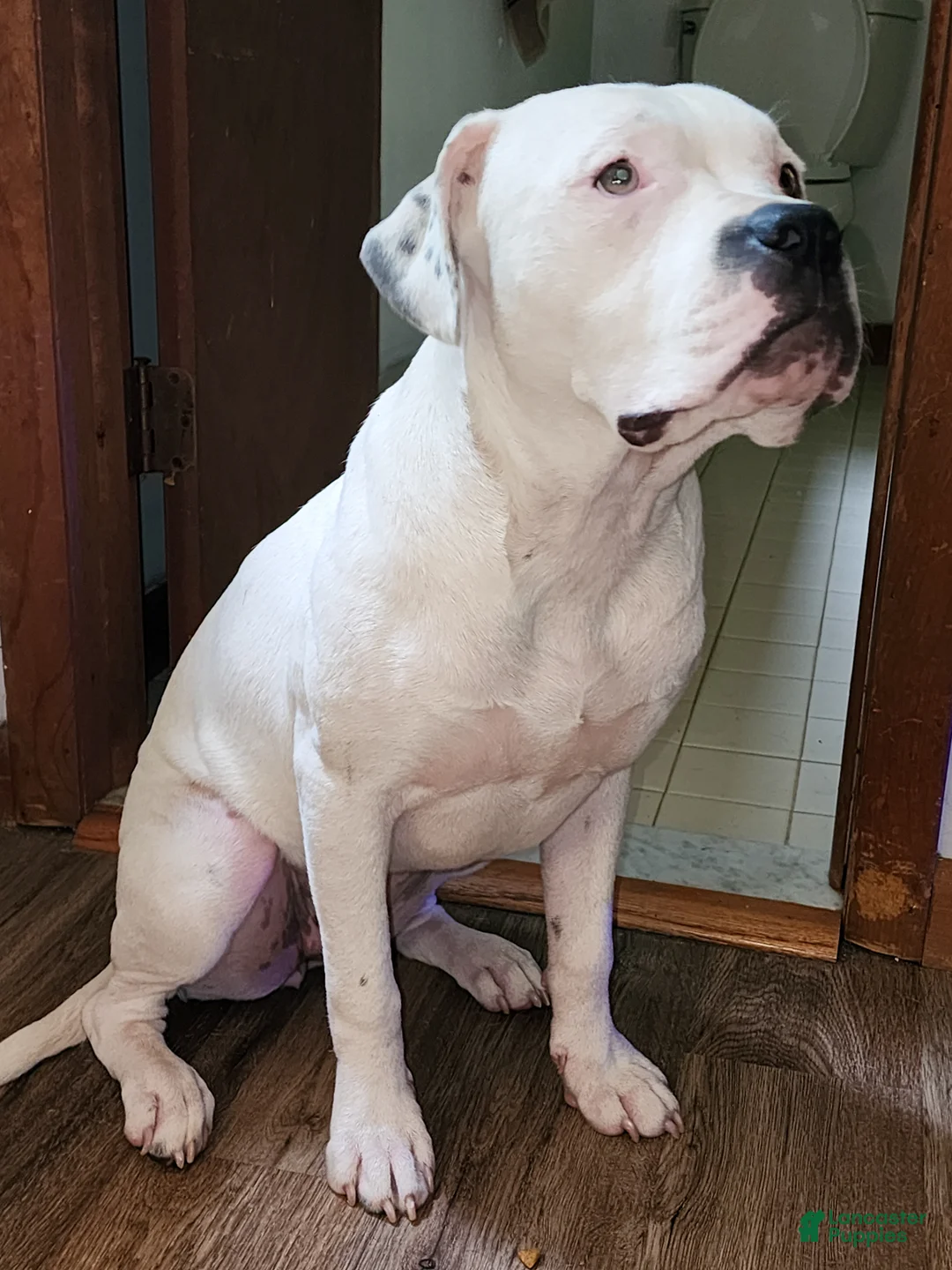 Mixed Breed dogs for sale: Ursula - Ad 2