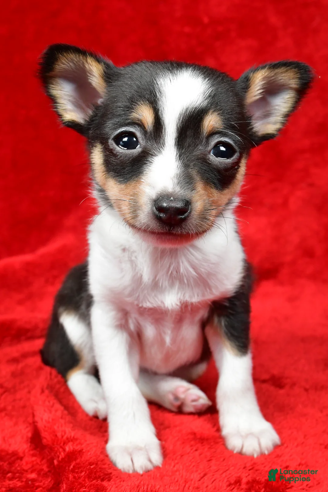 Toy Fox Terrier dogs for sale: Fern - Ad 2