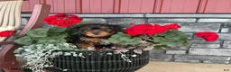 Yorkiepoo dogs for sale: Banjo - Ad 9